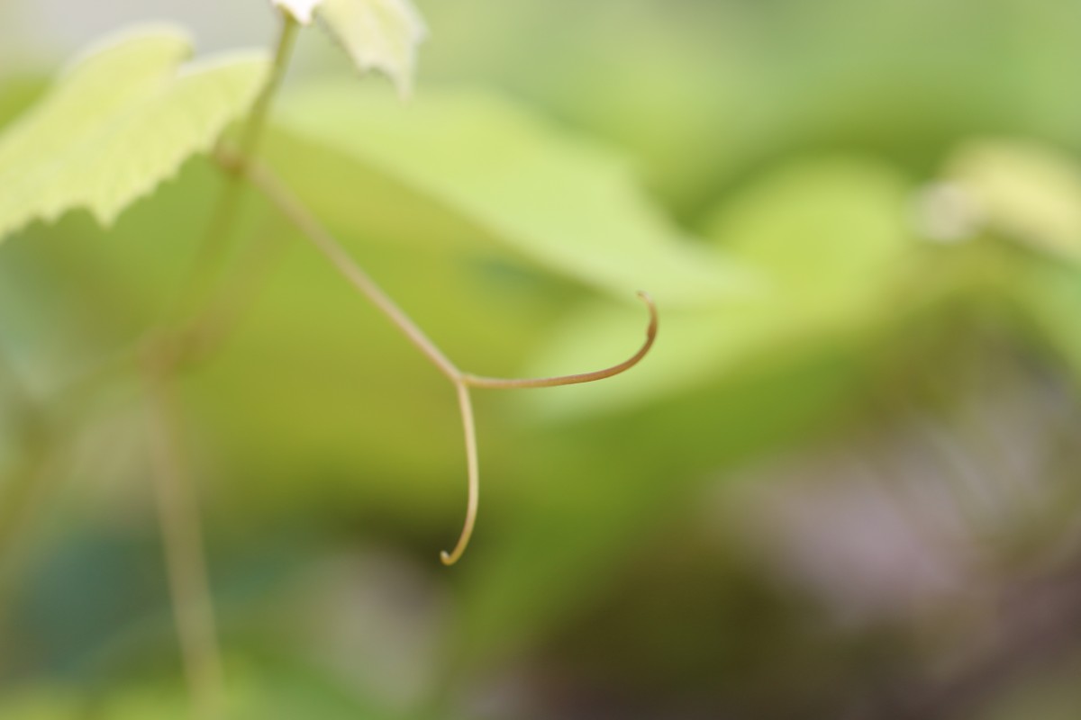 Vitis vinifera L.